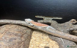 Bearded Dragon reptiles for sale: Bearded dragon and candy cane corn snake  - Image 4