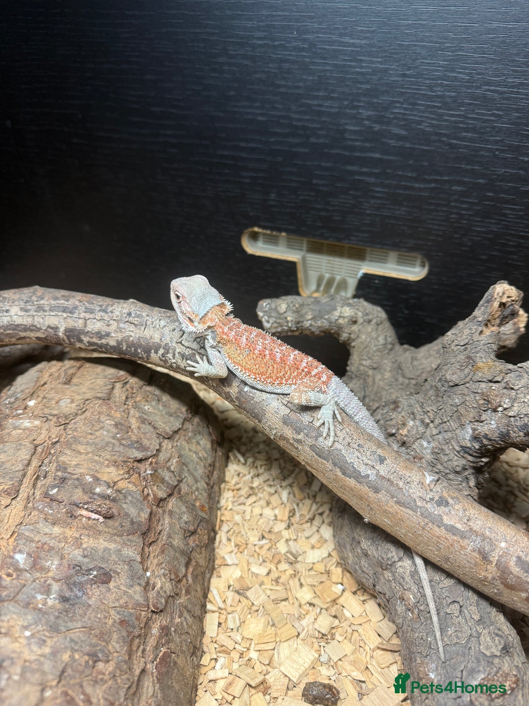 Bearded Dragon reptiles for sale: Bearded dragon and candy cane corn snake  - Image 4