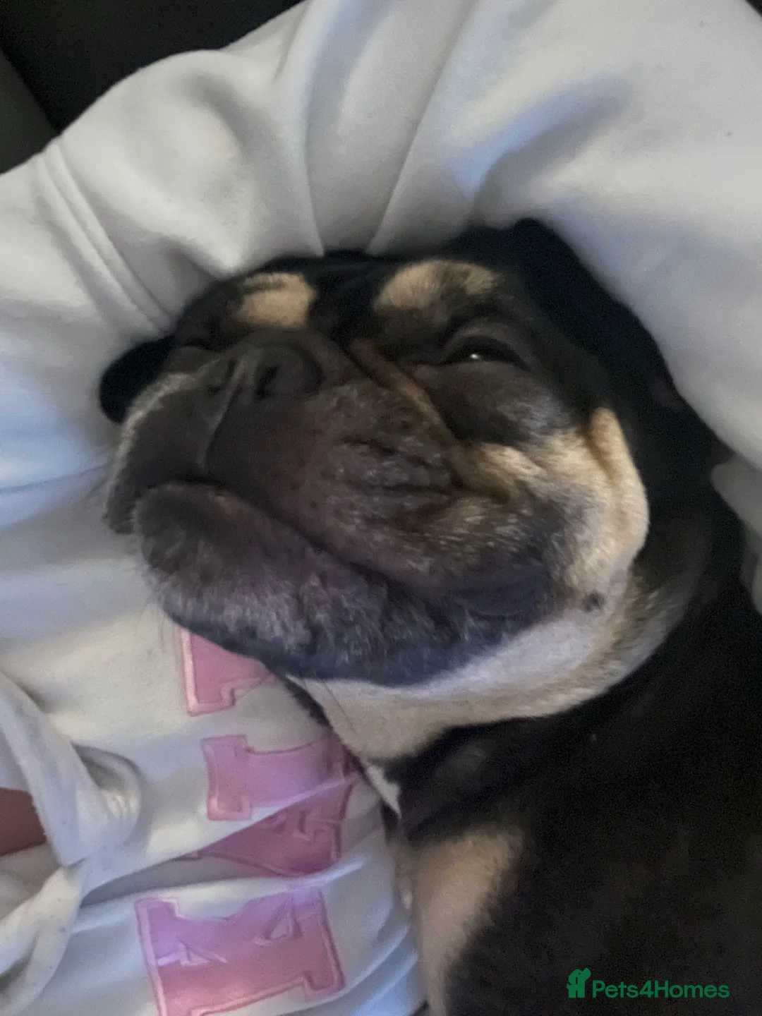 French Bulldog dogs for sale: Male Adult FrenchBulldog  - Advert 2