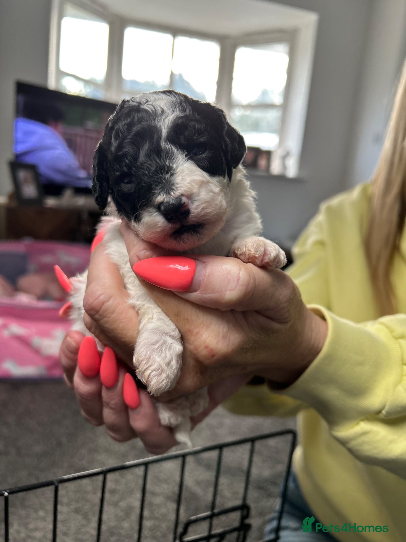 Mixed Breed dogs STUNNING SHIHPOO X SPROODLE PUPPIES - Advert 14