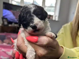 Mixed Breed dogs STUNNING SHIHPOO X SPROODLE PUPPIES - Advert 14