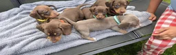 Dachshund dogs for sale: Dacshund Puppies Ready on 27/6!!! - Advert 19
