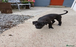 Mixed Breed dogs for sale: Lurcher pups  - Image 4