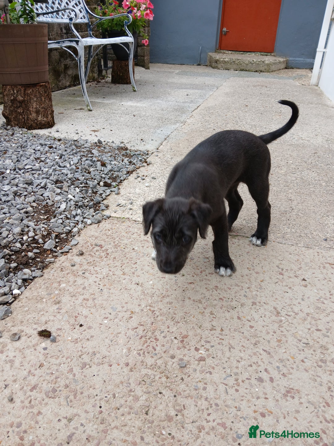 Mixed Breed dogs for sale: Lurcher pups  - Image 4