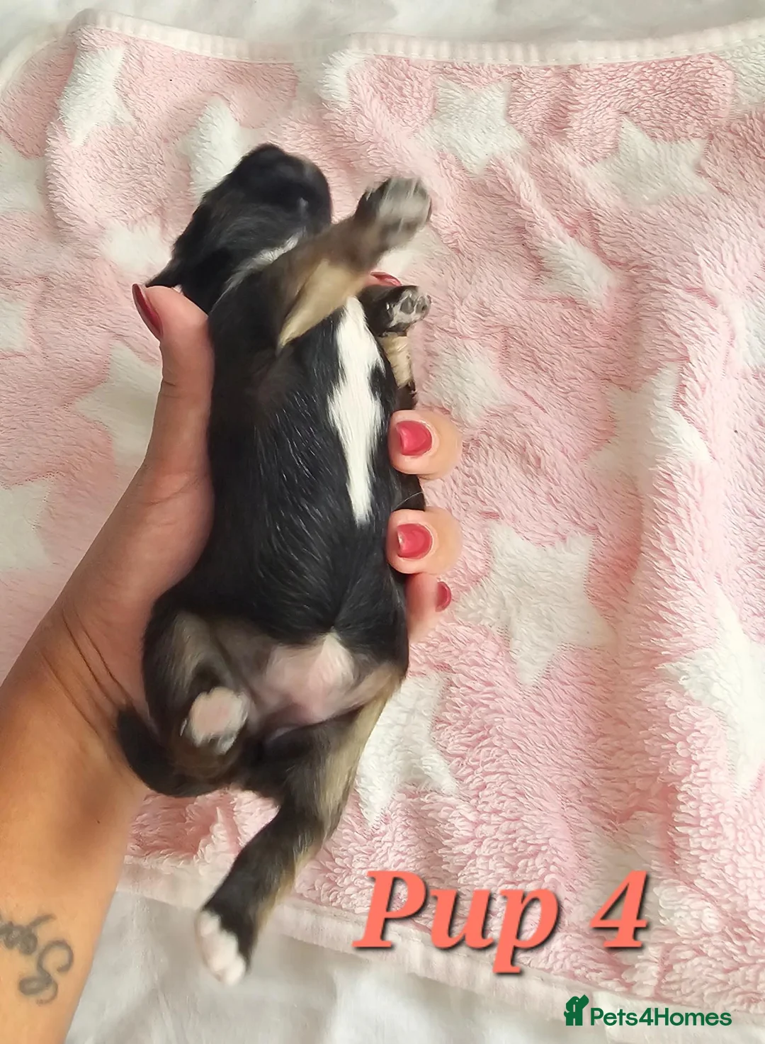 Lhasa Apso dogs for sale: Gorgeous Lhasa Apso Puppies - Advert 10