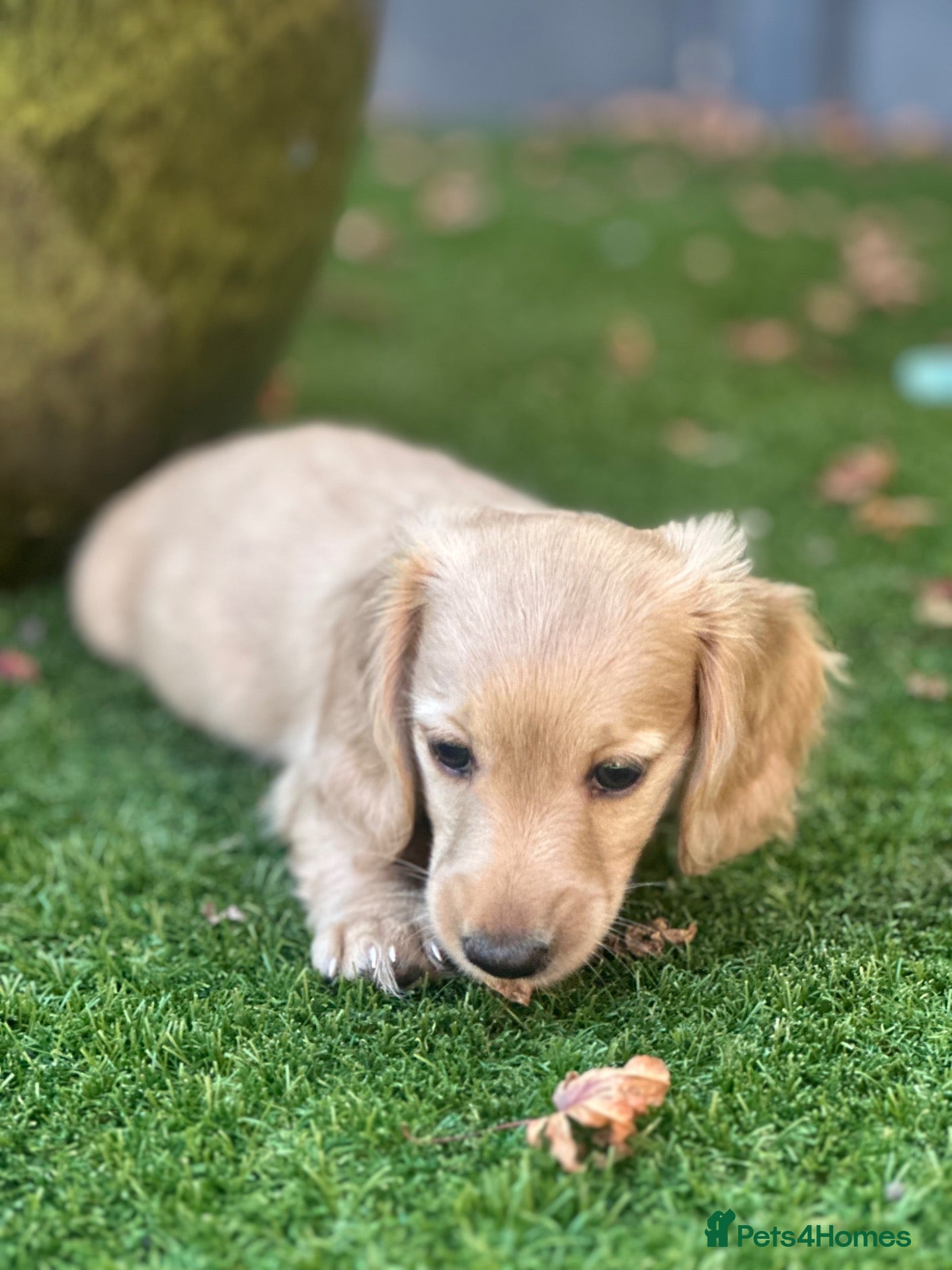 Miniature Dachshund dogs READY TUESDAY!! stunning last boy Long haired  - Advert 2