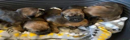 Border Terrier dogs for sale: KC registered Border Terrier Pups - Advert 6