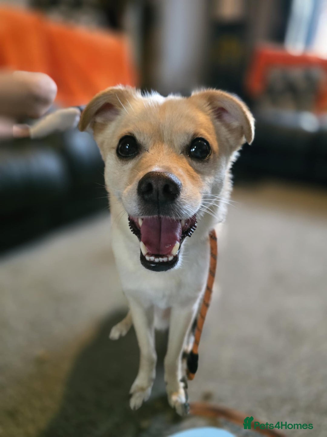 Mixed Breed dogs for adoption: 🍉Pipin🍉 for adoption, fostered in GLASGOW - Image 6