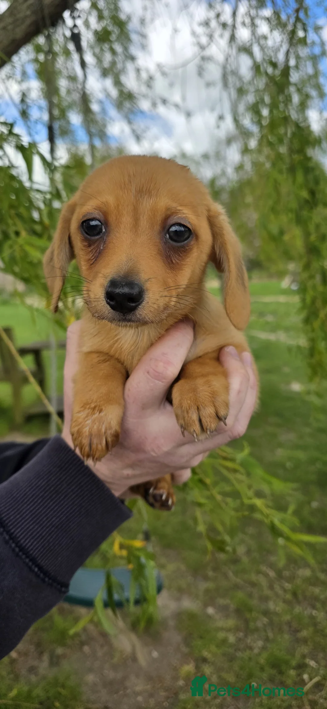 Mixed Breed dogs for sale: Miniature Dachshund x Pomeranian - Advert 1