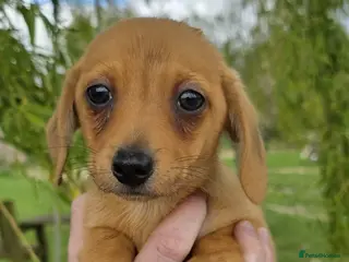 Mixed Breed dogs Miniature Dachshund x Pomeranian - Advert 1