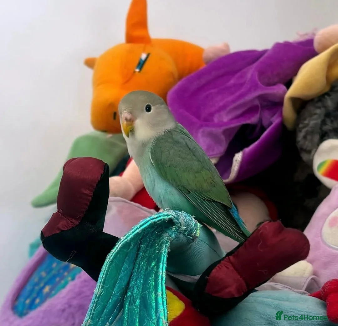 Lovebirds birds for sale: Lovebird for rehoming  in London - Advert 2