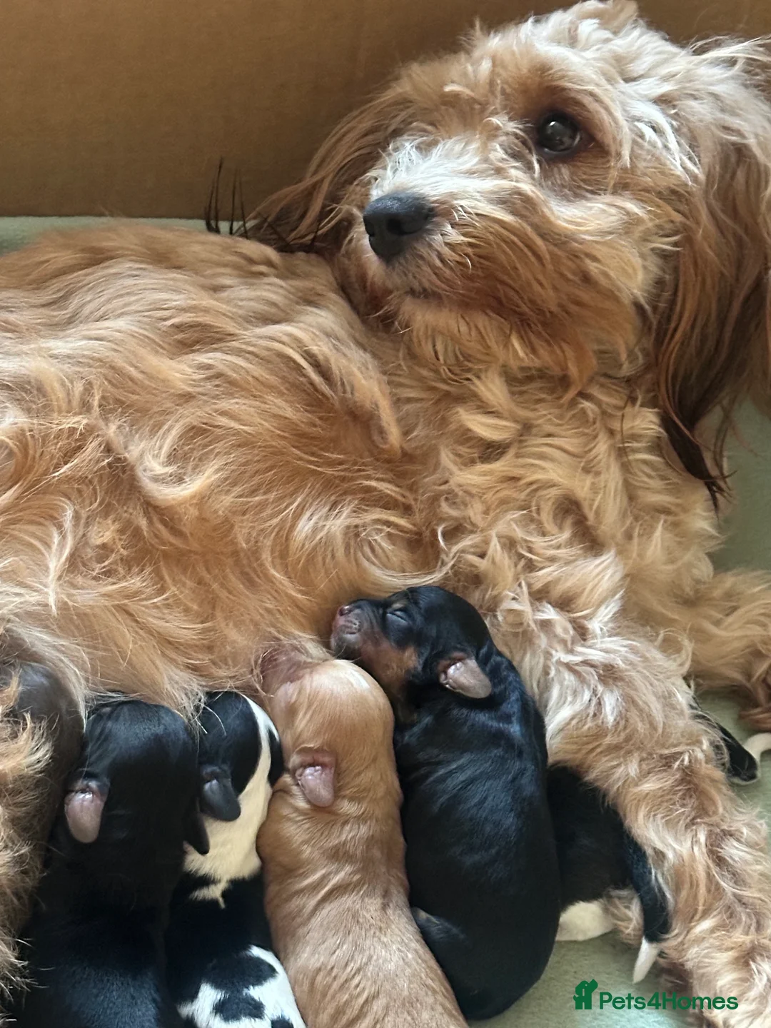 Mixed Breed dogs for sale: Sprockerpoos for sale - Advert 2