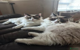 Ragdoll cats for sale: 2 brother ragdolls  - Image 5