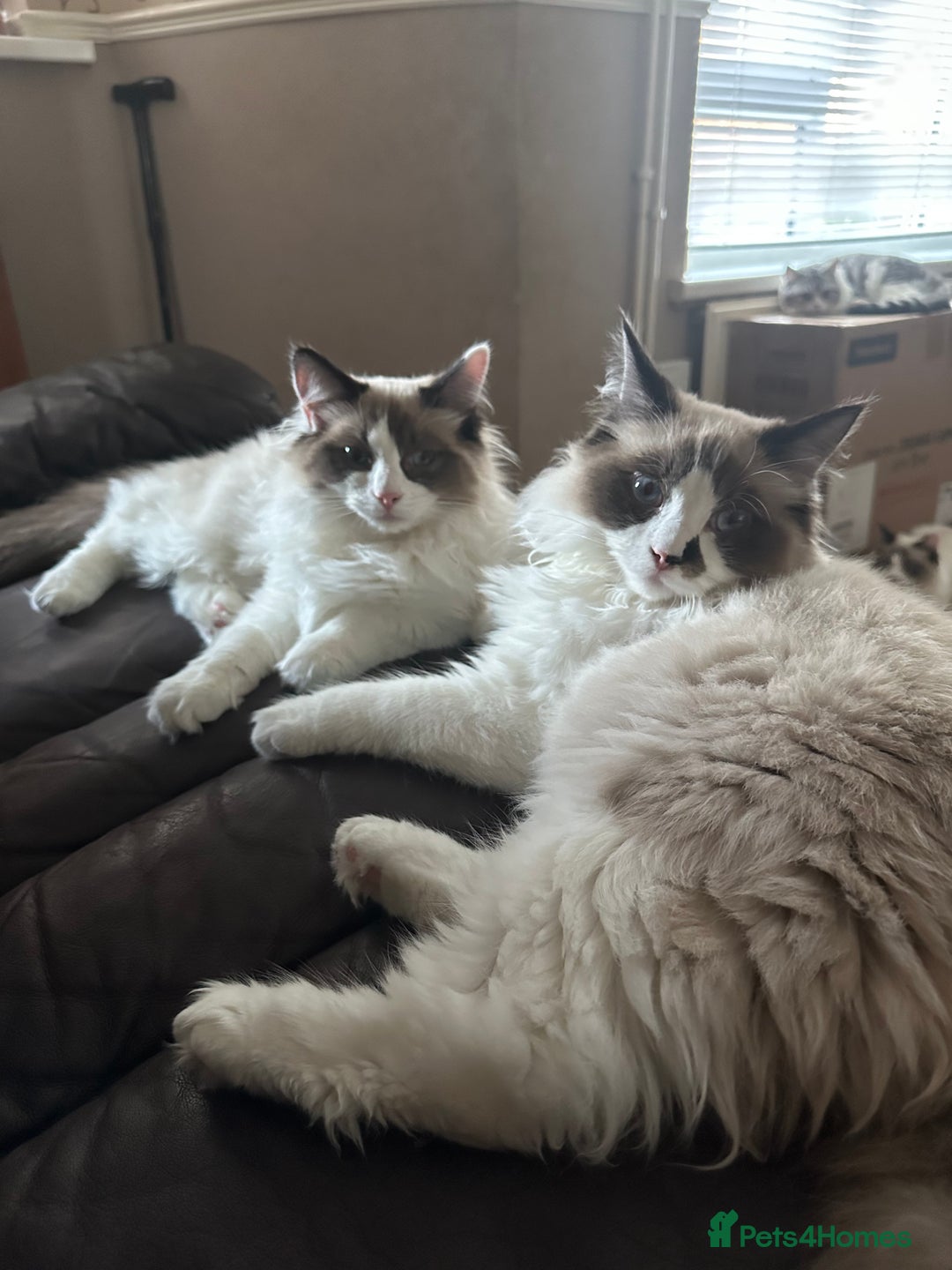 Ragdoll cats for sale: 2 brother ragdolls  - Image 5