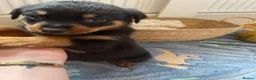 Rottweiler dogs for sale: Beautiful Rottweiler puppies ready now in Dartford - Advert 3