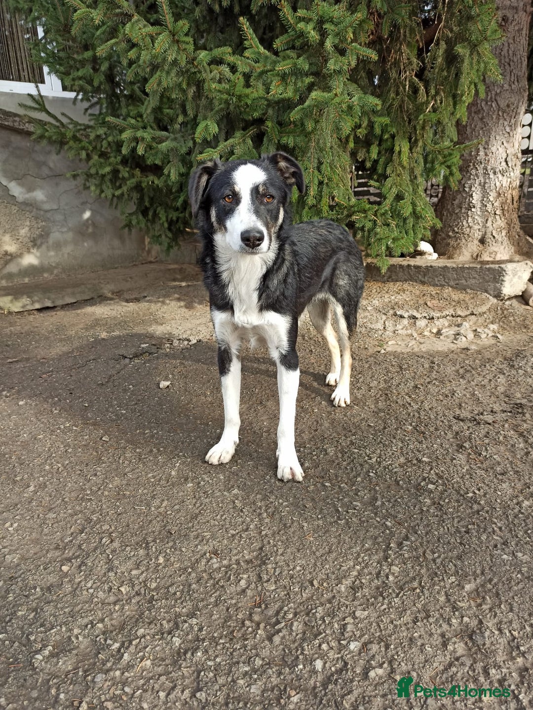 Mixed Breed dogs for adoption: 💙🐶 BENNY 🐶💙 - Image 6