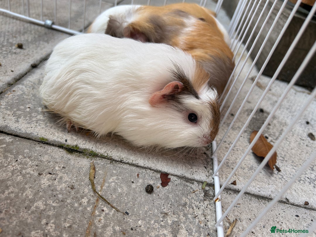 Guinea Pig rodents for sale: Guinea pigs for sale - Image 6