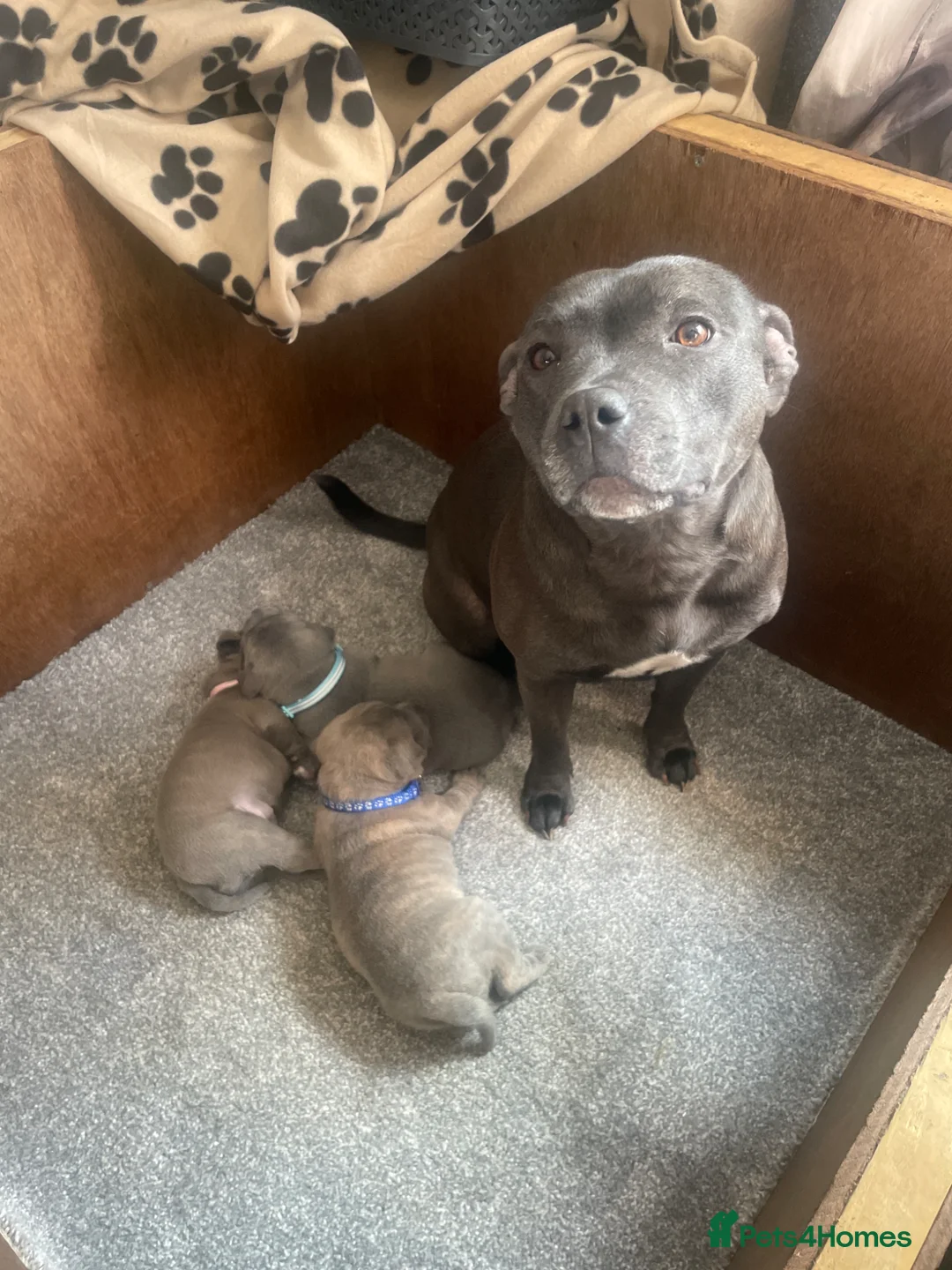Staffordshire Bull Terrier dogs for sale: Staffie pups for sale - Advert 8