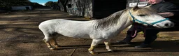 Welsh Section A horses for sale: 🐴 GIZMO – 6 Year Old Welsh Cross Gelding 🐴 - Advert 4