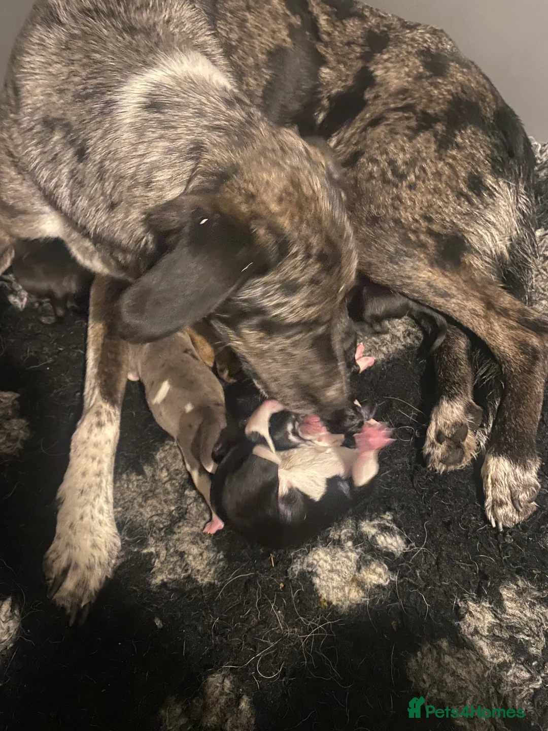 Lurcher dogs for sale: Stunning lurcher puppies  in Leicester - Advert 2