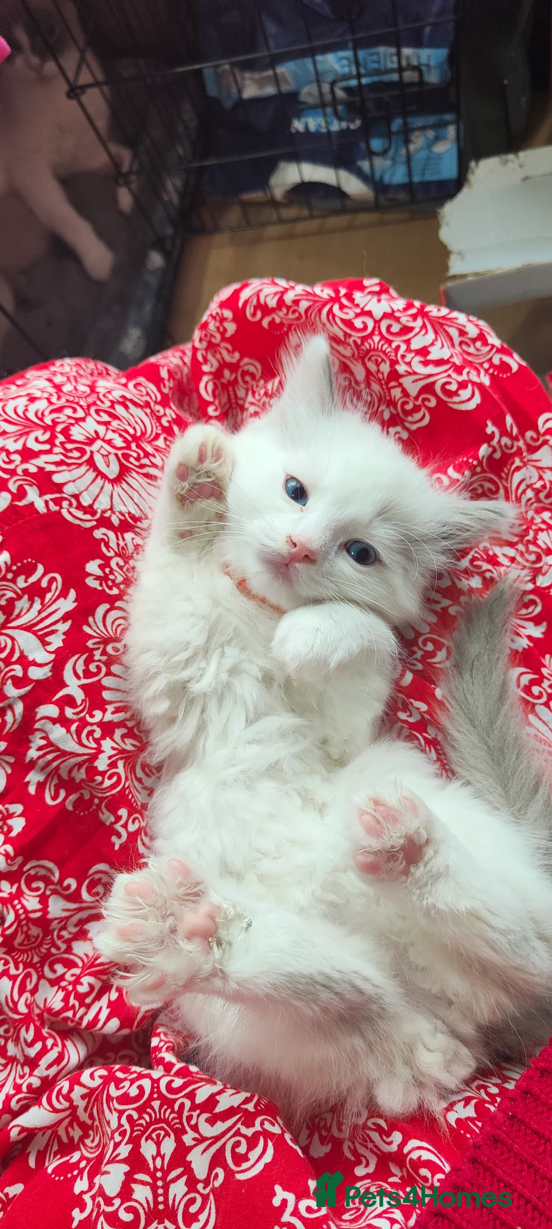 Ragdoll cats for stud: Ragdoll for Stud - Advert 11