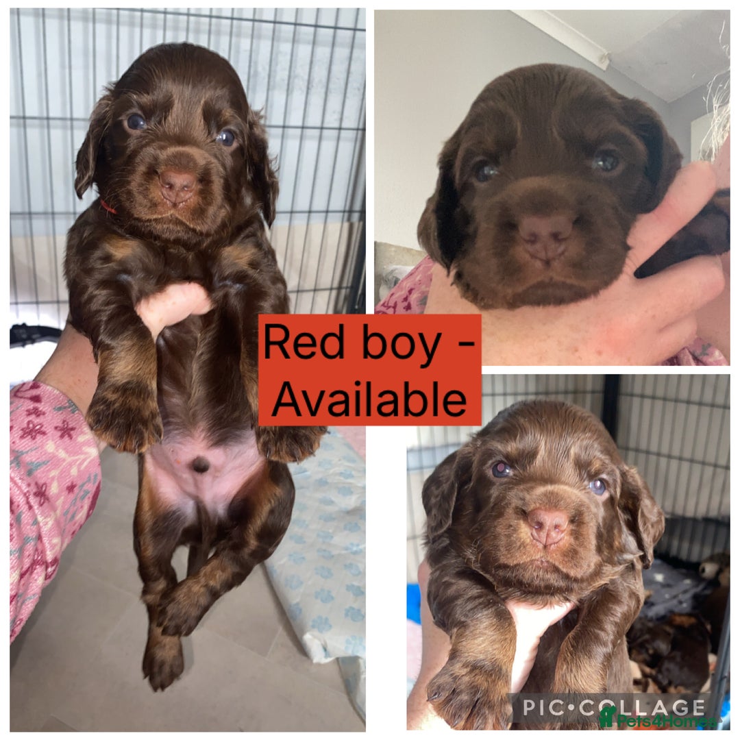 Cocker Spaniel dogs for sale: Beautiful litter - working cocker spaniels ❤️ - Image 13
