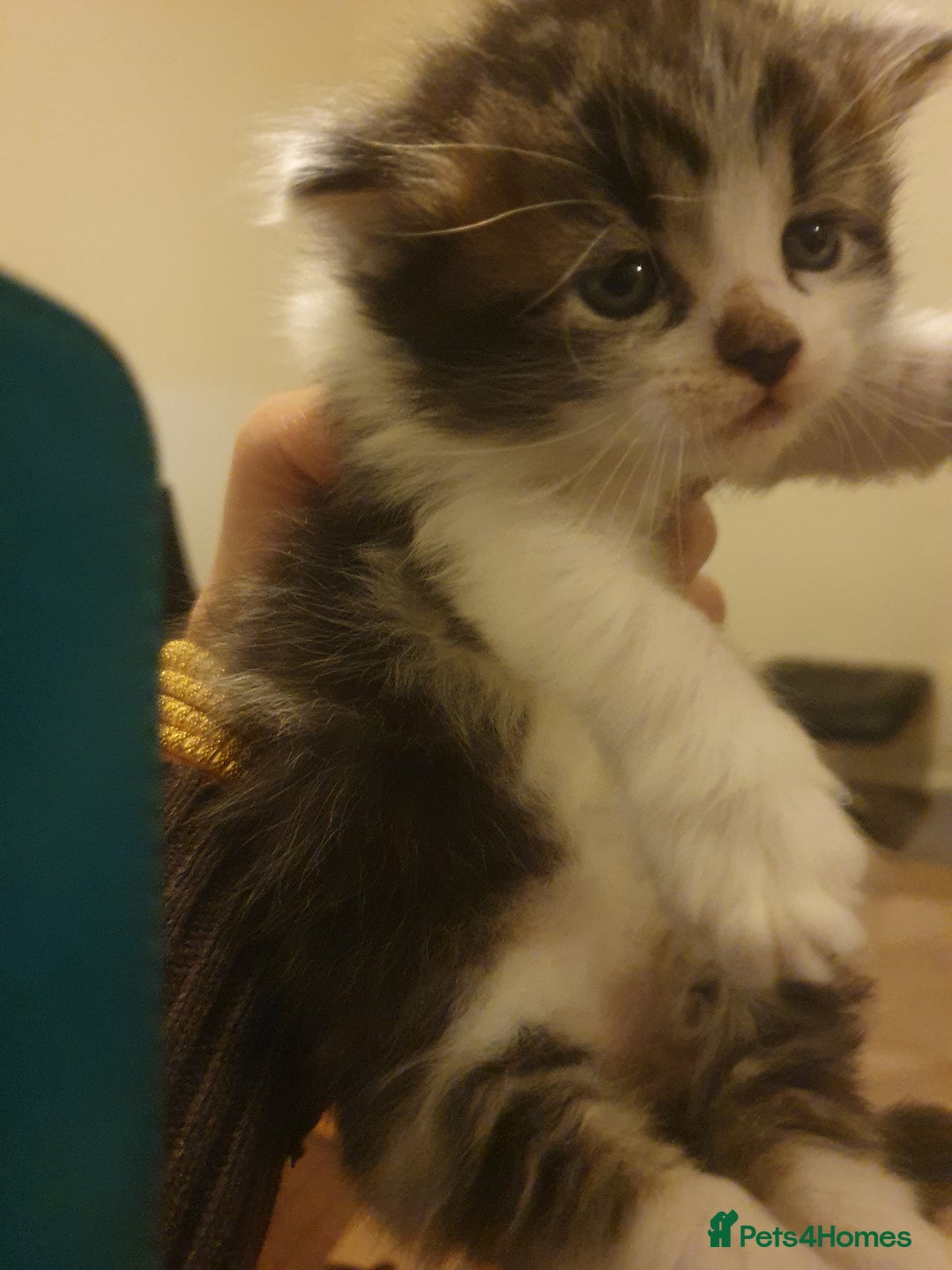 Mixed Breed cats for sale: Beautiful 3 kittens,born 20th August - Image 5