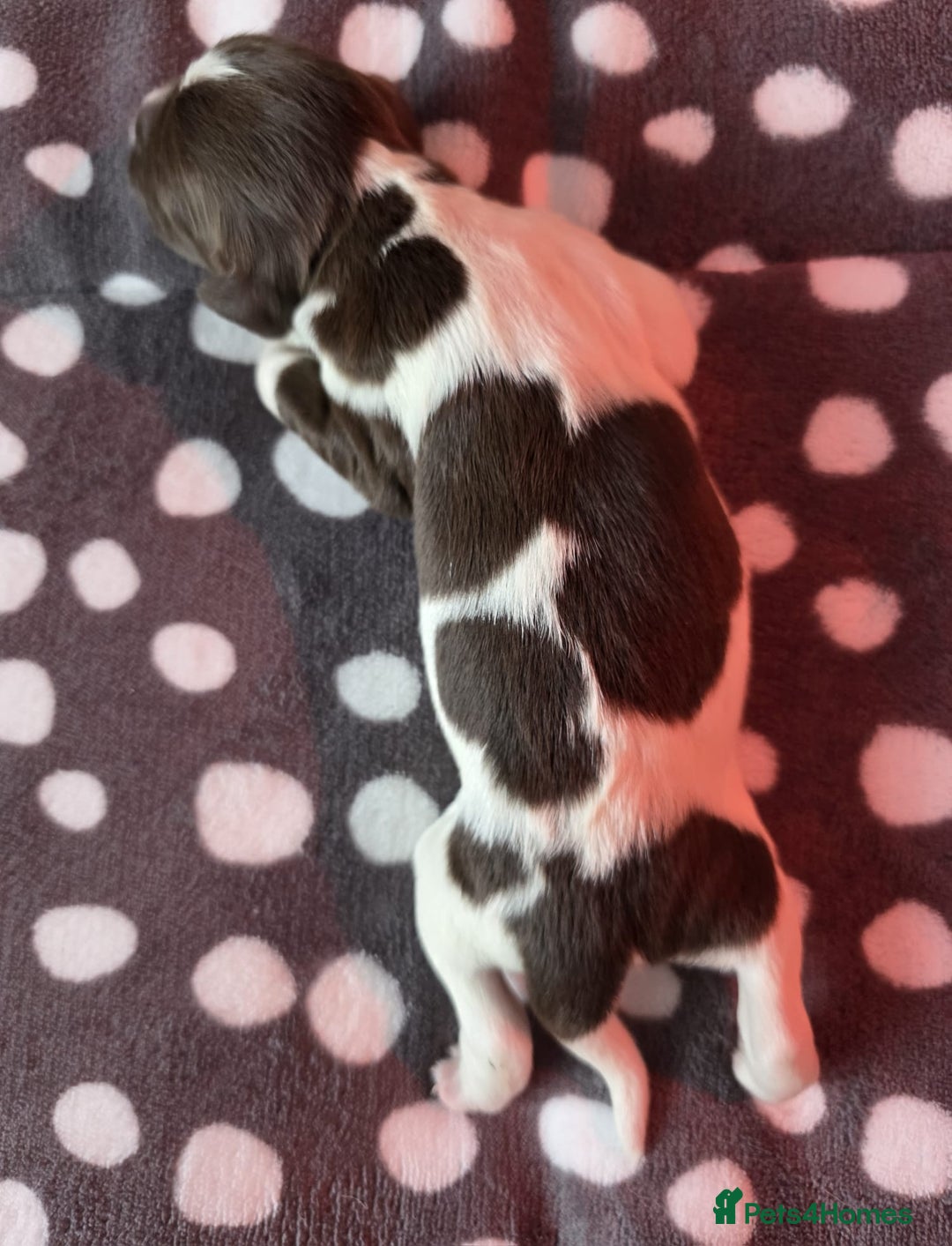 English Springer Spaniel dogs for sale: KC registered English Springer Spaniel puppies - Image 15