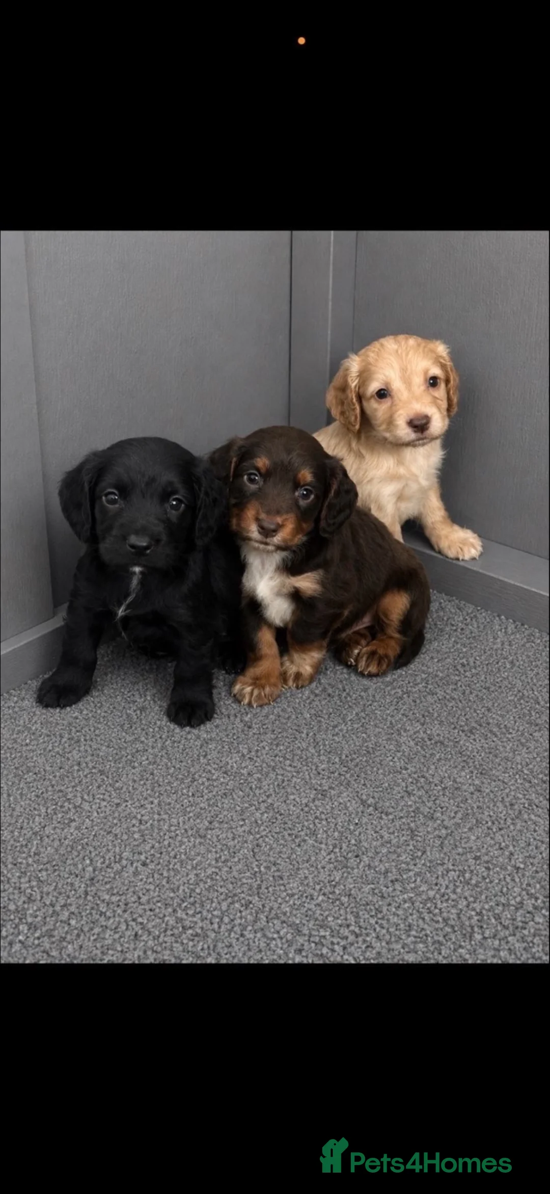 Cocker Spaniel dogs for sale: Beautiful Cocker Spaniel Puppies❤️🐶 - Advert 2