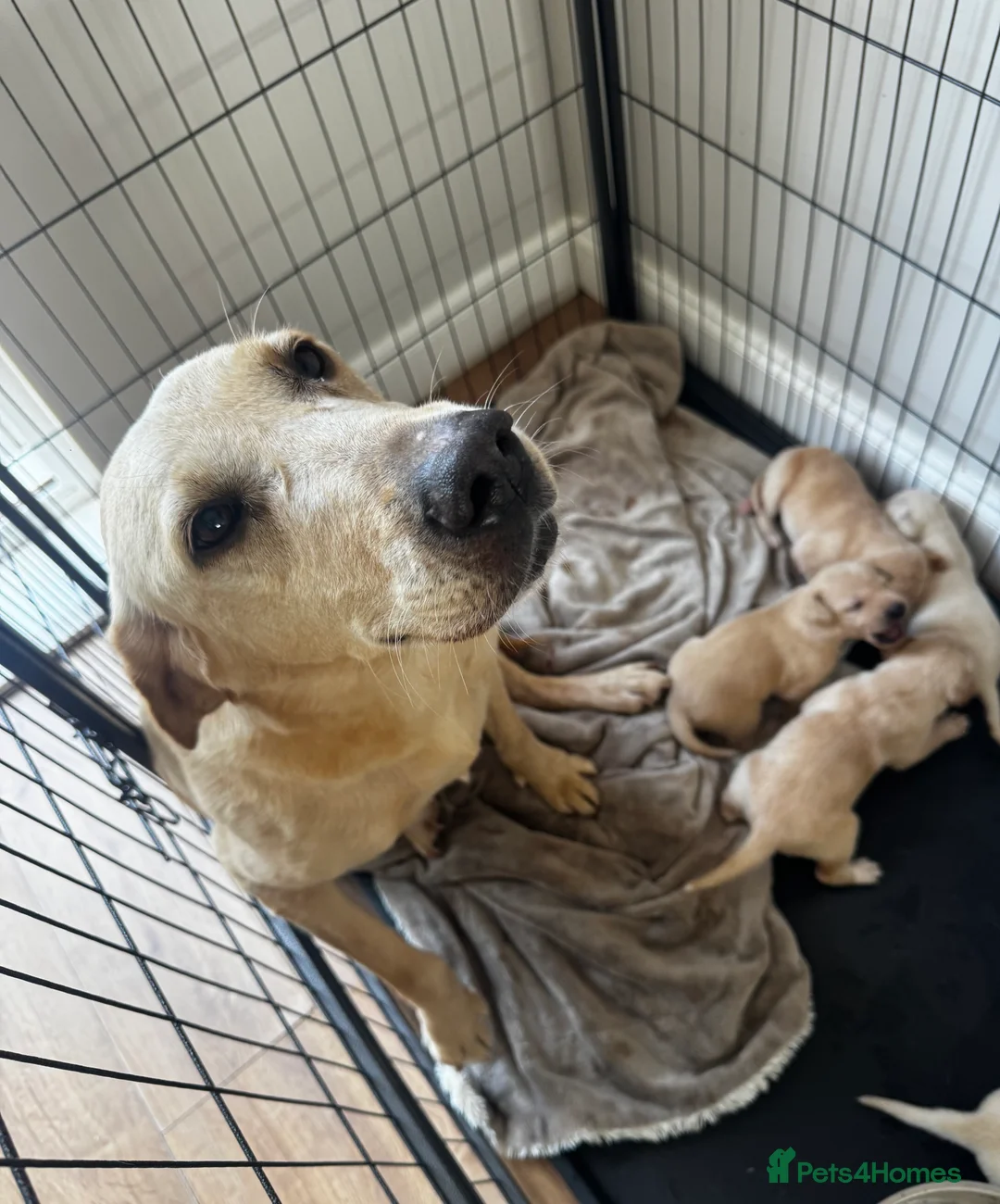 Mixed Breed dogs for sale: Beautiful Labrador x Pointer Puppies  - Advert 14