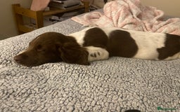English Springer Spaniel dogs for sale: Buddie 5n half months beautiful boy - Image 5