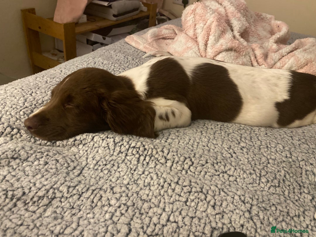 English Springer Spaniel dogs for sale: Buddie 5n half months beautiful boy - Image 5