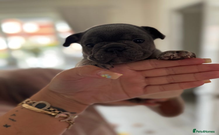 French Bulldog dogs - Advert 10