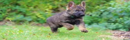German Shepherd dogs for sale: German Shepherd puppies for sale!!! - Advert 8