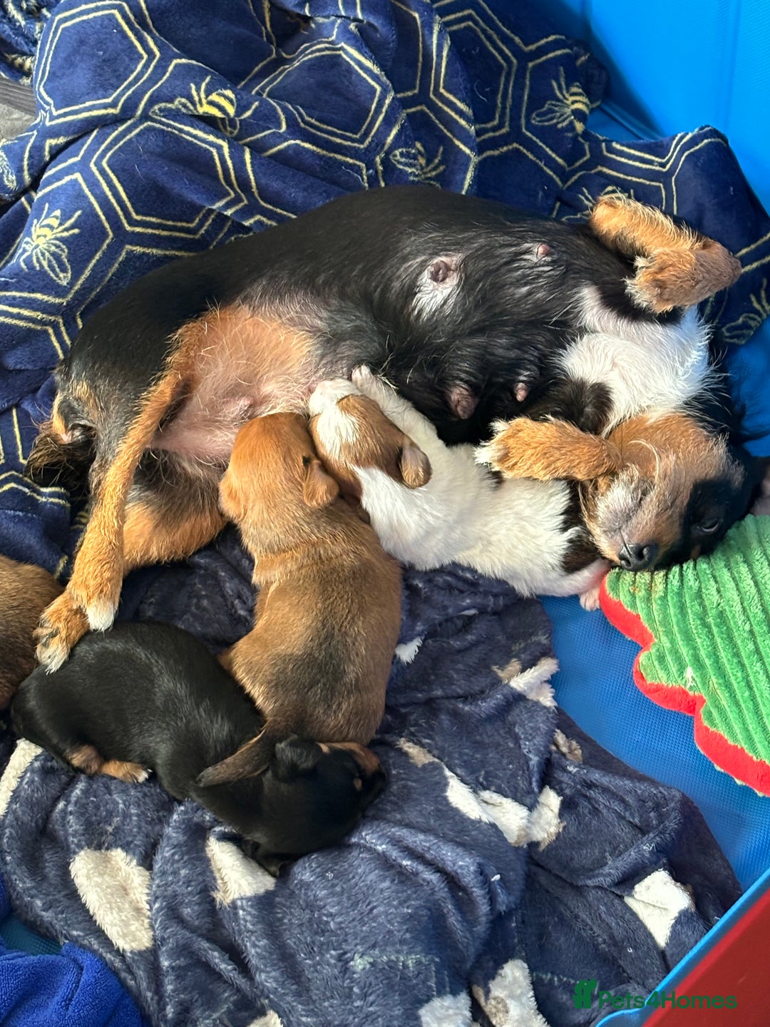 Mixed Breed dogs for sale: Jack Russel x Lucas Terrier Puppies - Image 29