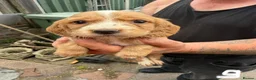 Cocker Spaniel dogs for sale: Spaniel puppies - Advert 2