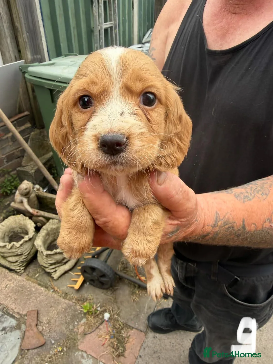 Cocker Spaniel dogs for sale: Spaniel puppies - Advert 2