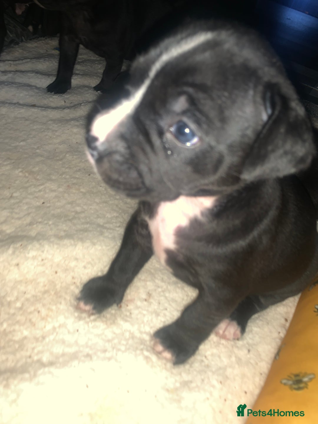 Mixed Breed dogs for sale: Miss Leanne smith - Advert 11