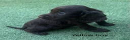 Cocker Spaniel dogs for sale: Beautiful cocker spaniel - Advert 20