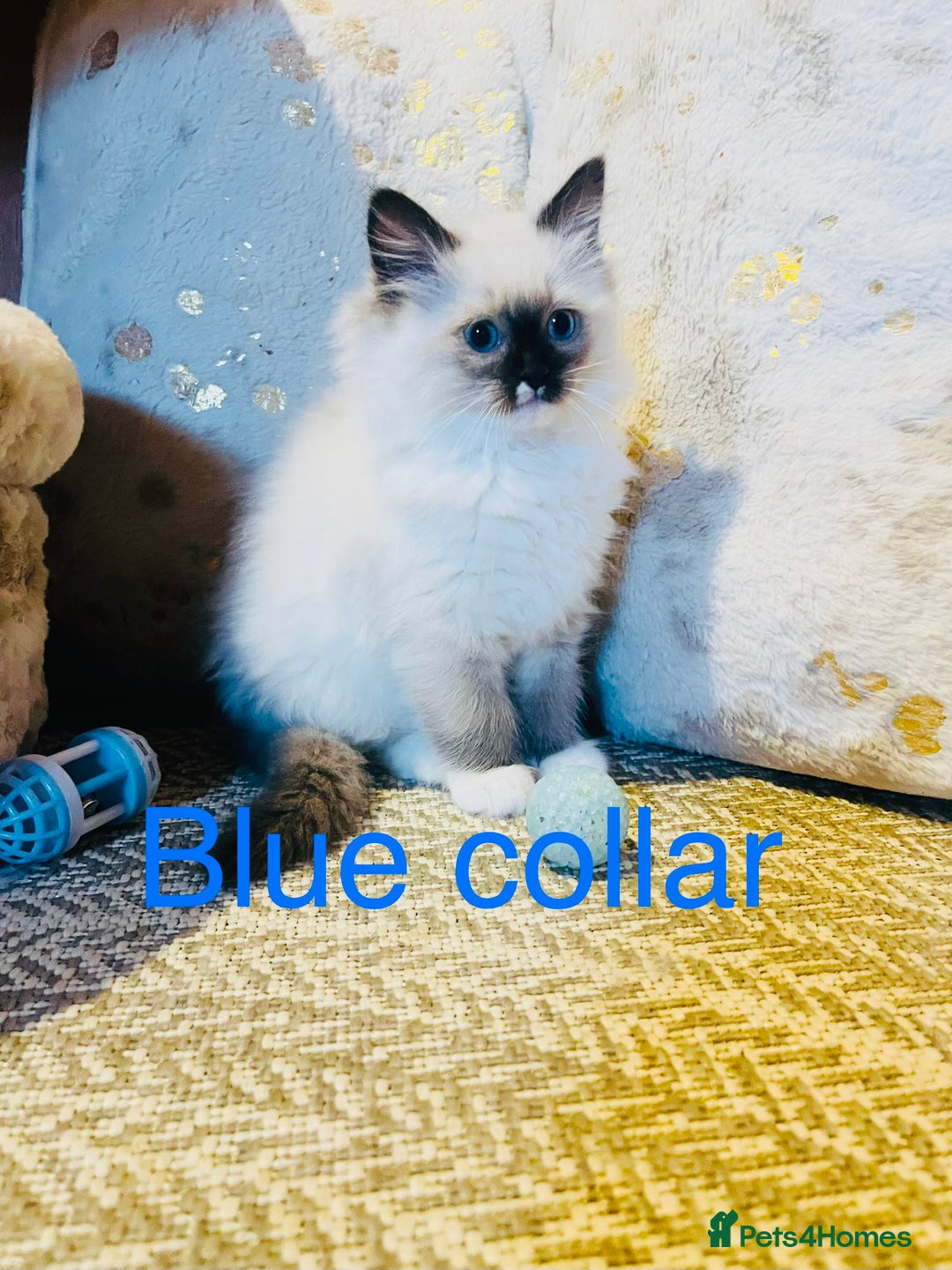 Ragdoll cats for sale: Ragdoll kittens ready 28th Jan  - Advert 8