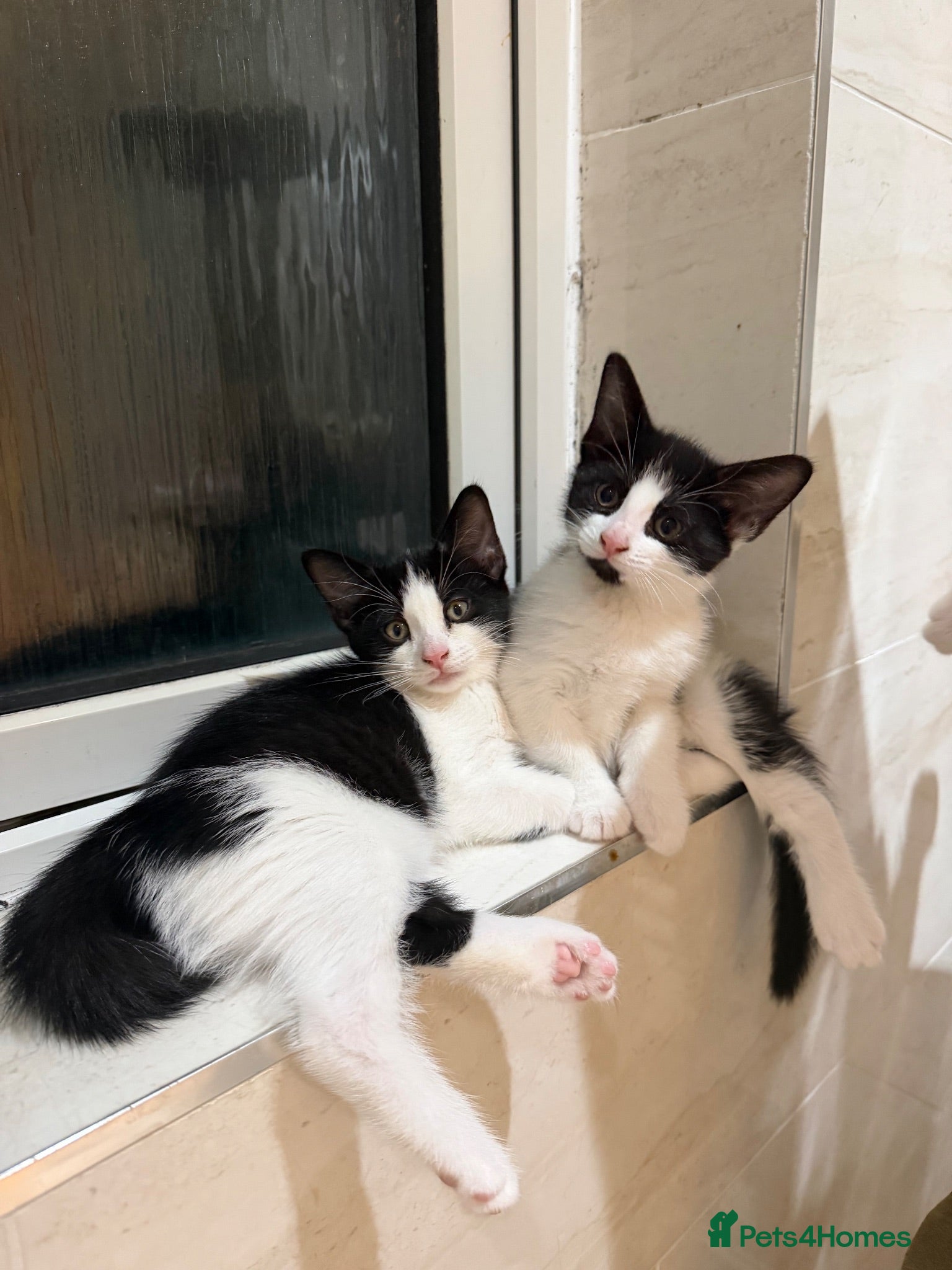 Domestic Shorthair cats 2 black and white girls kittens for sale - Advert 1