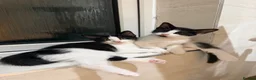 Domestic Shorthair cats for sale: 2 black and white girls kittens for sale - Advert 1
