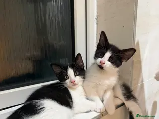 Domestic Shorthair cats 2 black and white girls kittens for sale - Advert 2