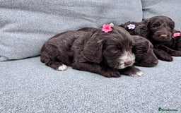 Cockapoo dogs for sale: Beautiful F1 cockerpoo puppies  - Image 4