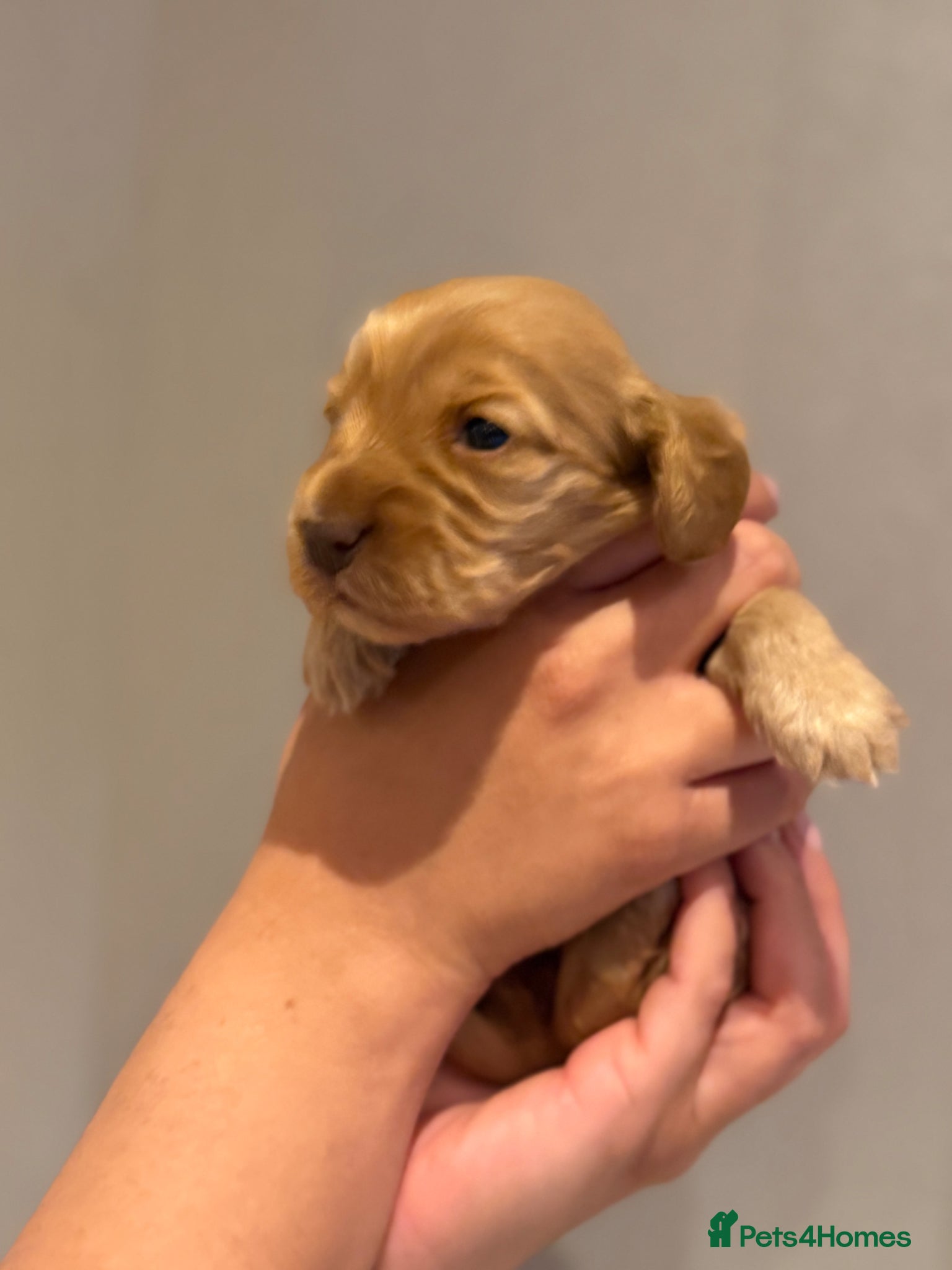 Cocker Spaniel dogs for sale: Golden & Chocolate Sable Show Cocker Puppies  in Doncaster - Advert 33