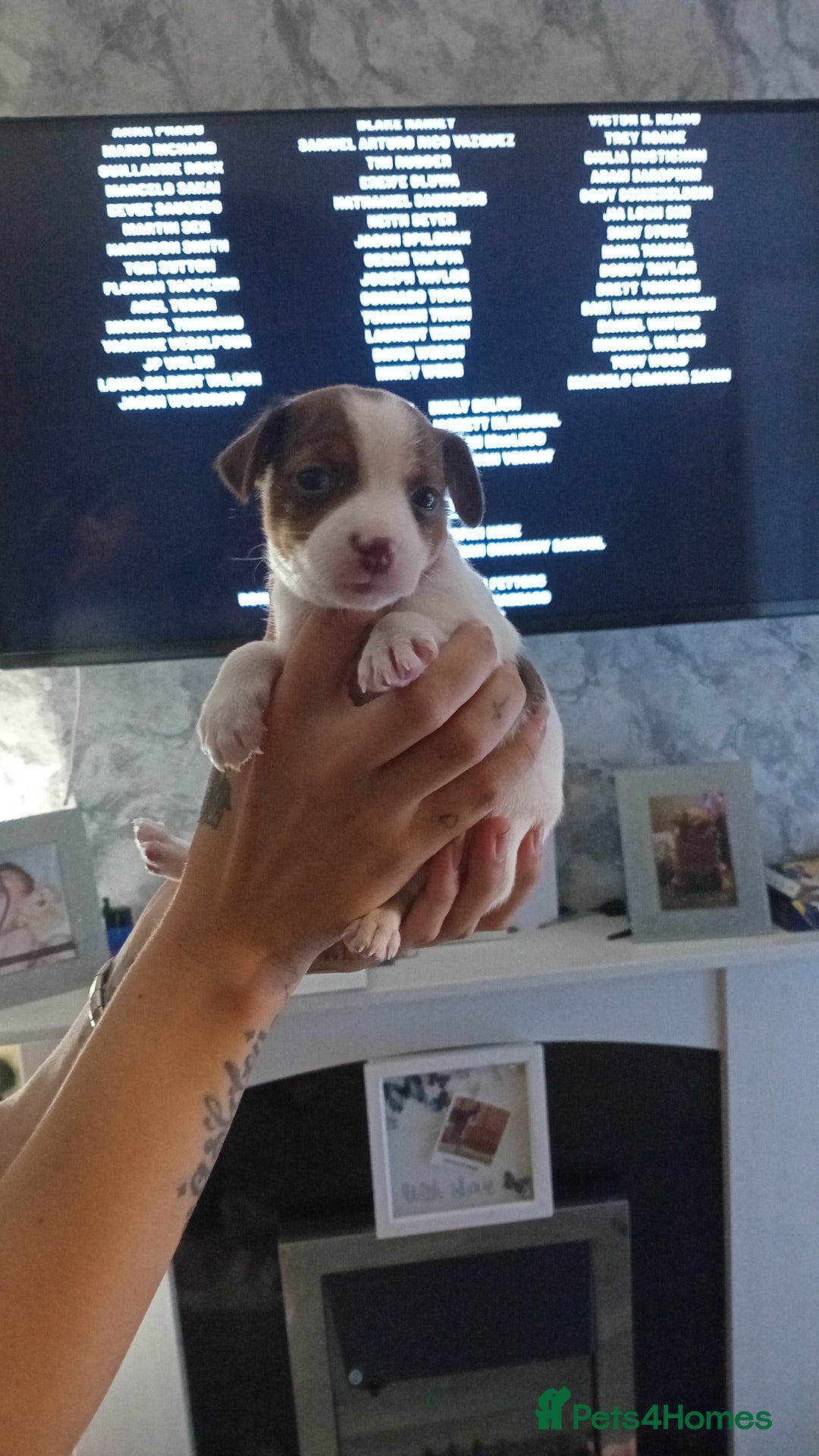 Patterjack dogs for sale: Patterjack/jackrussel - Image 6