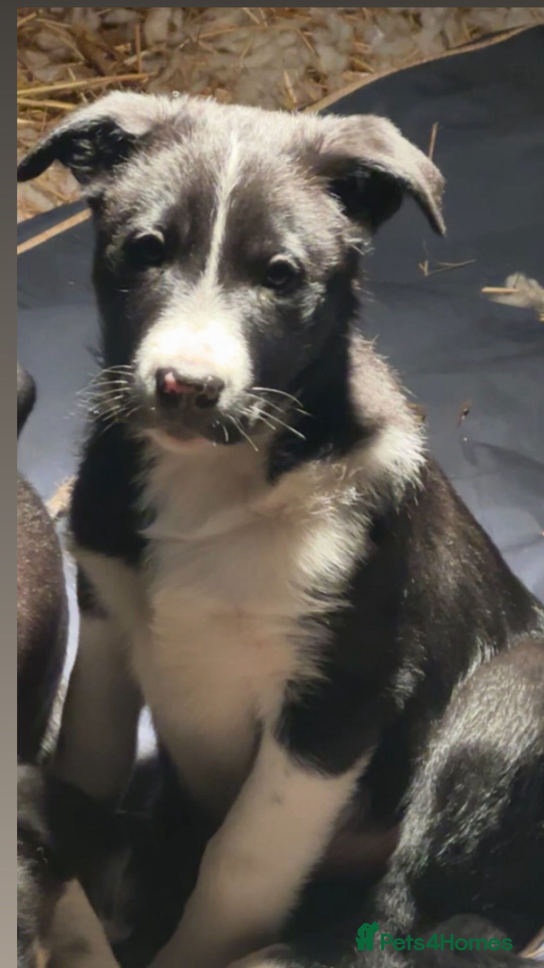 Border Collie dogs for sale: 2 border collie puppies - Advert 3