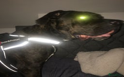 Cane Corso dogs for sale: 12 month cane corso Anna  - Image 6
