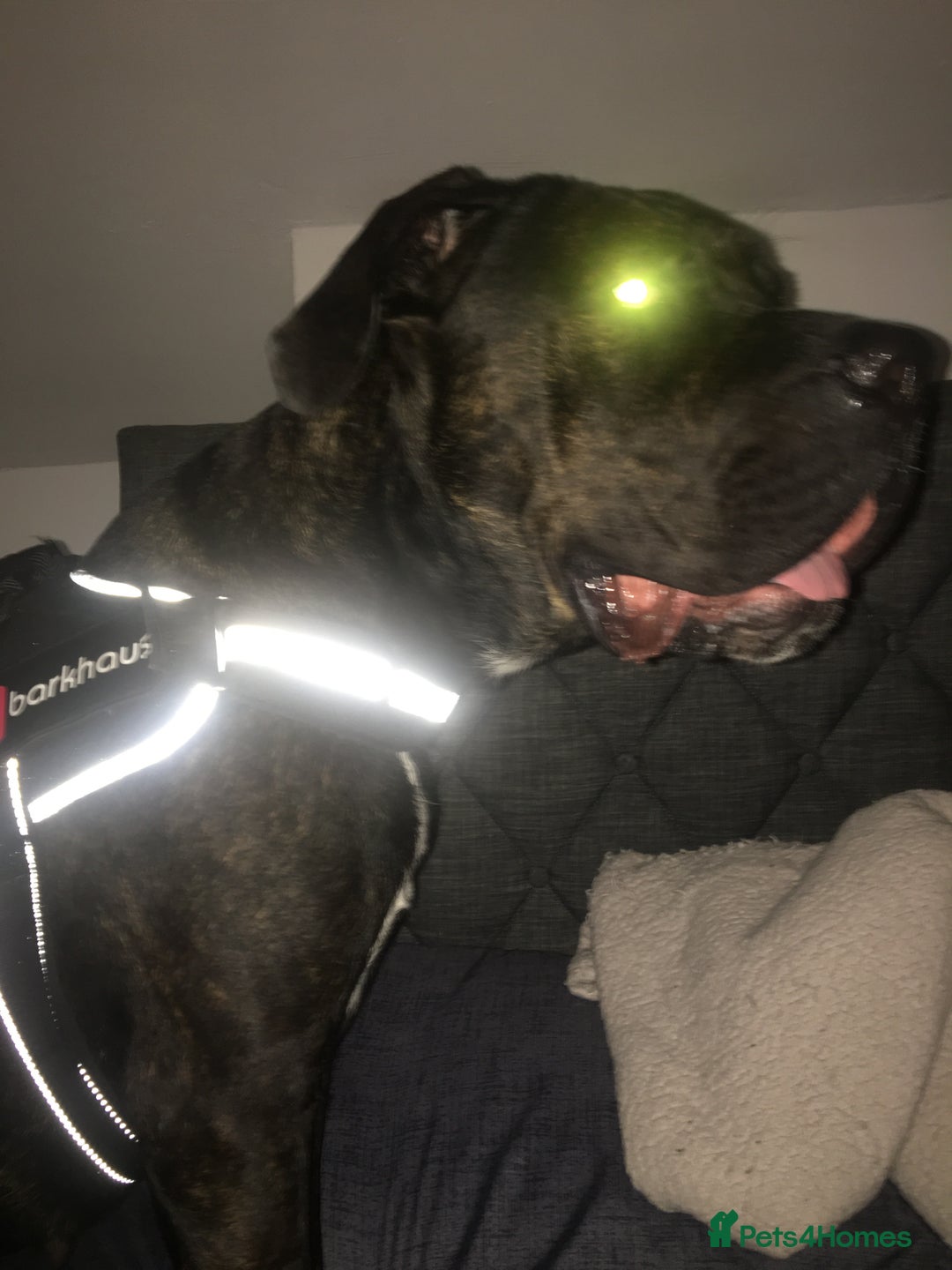 Cane Corso dogs for sale: 12 month cane corso Anna  - Image 6