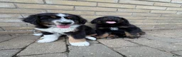 Bernedoodle dogs for sale: 2 gorgeous bernedoodle puppies available😍 - Advert 13